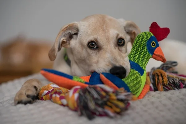 Confira os 10 melhores brinquedos para cachorro