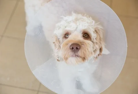 Com quantos meses pode castrar um cachorro? Entenda