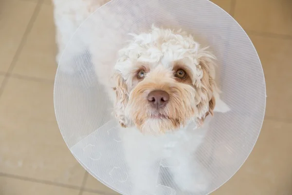 Com quantos meses pode castrar um cachorro? Entenda
