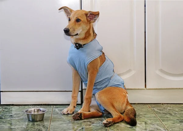 Cachorro filhote castrado.