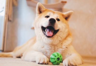 Akita Inu é bravo?