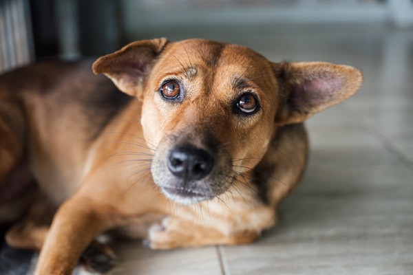 Cachorro sente culpa?