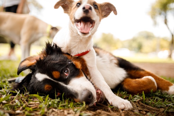 Brincadeiras entre cães: precisa saber! |