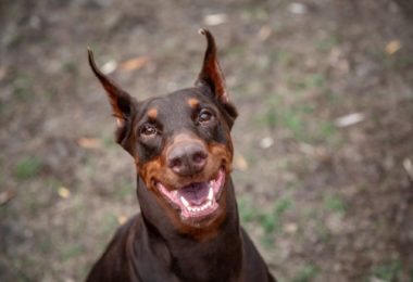 Doberman é bravo?