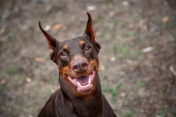 Conheça o Doberman