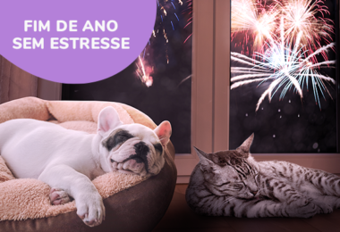 Fim de Ano Sem Estresse: saiba identificar se seu gato tem medo de fogos