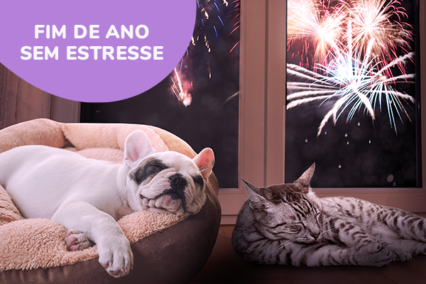 Como proteger os gatos em época de fogos de artifício