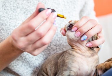 Floral para gatos