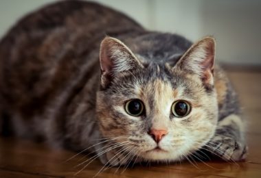 Gato com ansiedade: saiba como ajudar seu pet