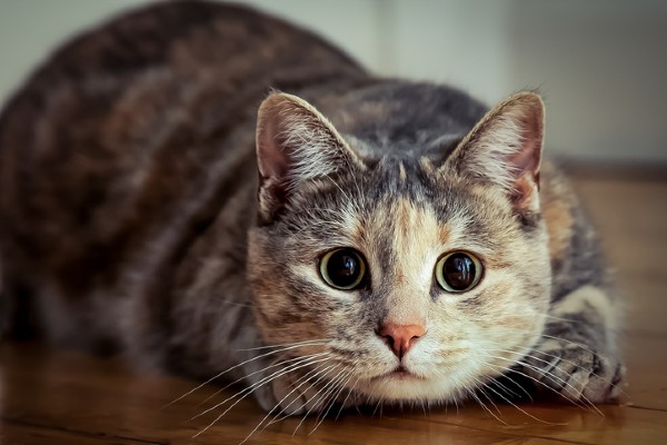 G1 - Assistir a vídeos de gatos na internet pode aliviar ansiedade, diz  estudo - notícias em Ciência e Saúde