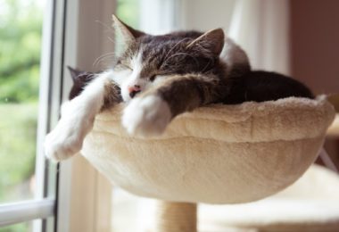 Por que os gatos dormem muito?