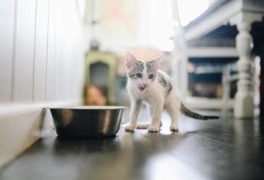 Cuidados com a alimentação de um filhote de gato