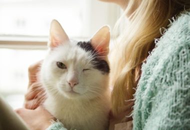 Pesquisa revela como humanos podem se comunicar com os gatos