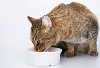 Benefícios dos alimentos úmidos para gatos