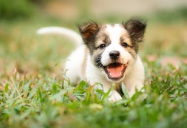 Tudo o que você precisa saber sobre passeio com filhotes de cachorro