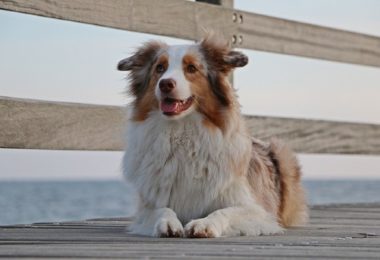 Qual a diferença entre o Pastor Australiano e o Boiadeiro Australiano (Blue Heeler)?