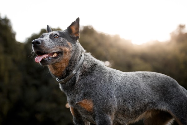 Pastor Australiano - Cão Nosso