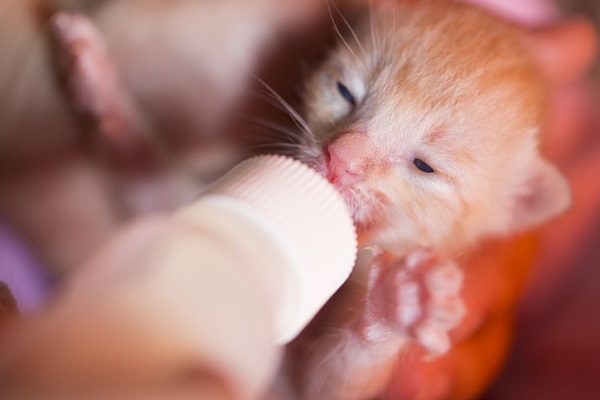 Filhote de gato tomando mamadeira