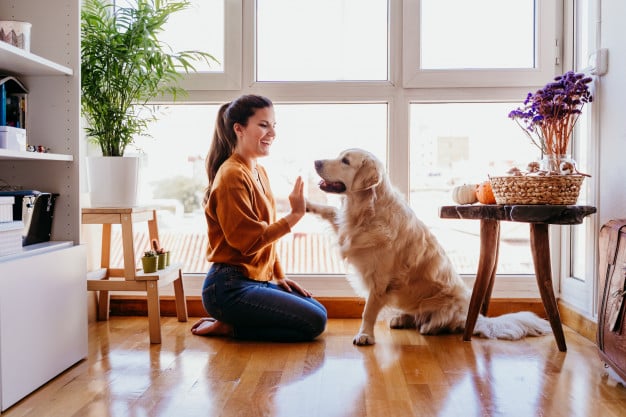 Cão terapeuta: saiba mais sobre a cinoterapia