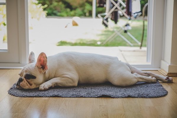 O temperamento do Buldogue Francês