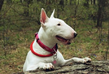 Bull terrier: características e temperamento