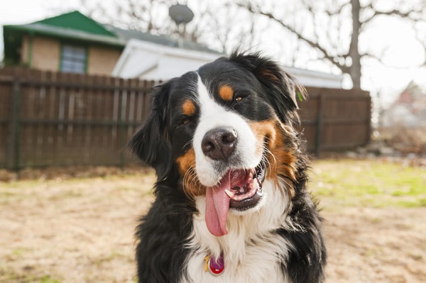 Nomes franceses para cachorros - Mais de 200 IDEIAS 🐶