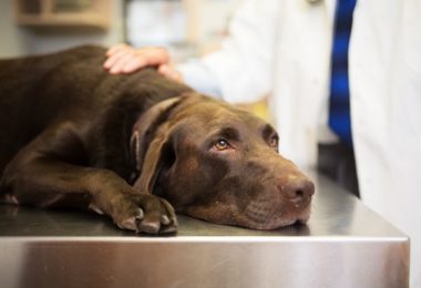 Leishmaniose canina: o que é, sinais e tratamento