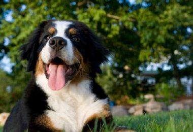 Comportamento de cachorros adultos: o que você precisa saber