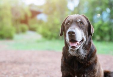 Comportamento de cachorros idosos: o que você precisa saber
