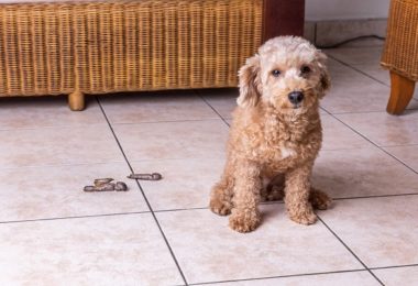 Cachorro comendo cocô: produtos para coprofagia