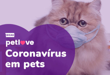 Brasil fará pesquisa sobre a transmissão de COVID-19 para pets