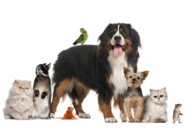 Dia Mundial dos Animais