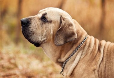Fila brasileiro: características e temperamento