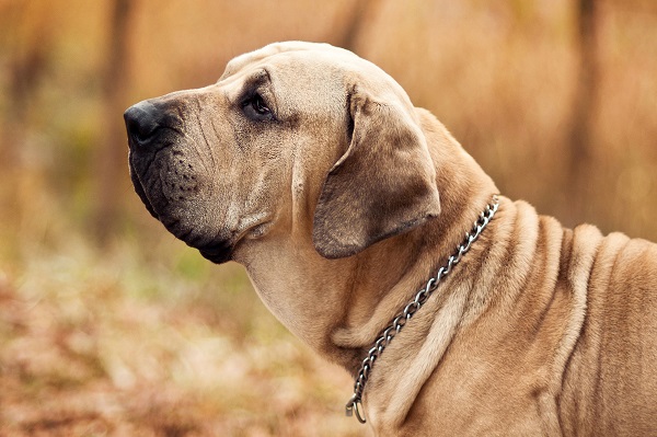 Cachorro gigante: conheça as maiores raças de cães