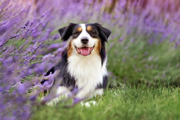 Floral para cachorro