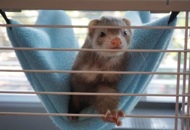 Tudo sobre o corpo do furão de estimação, o ferret