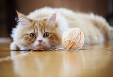 12 brinquedos e brincadeiras divertidos para gatos