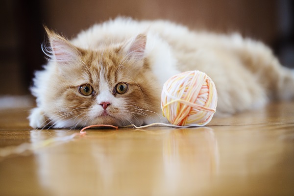 uma coleção de gatos fofos brincando na sala de estar, ótimo para