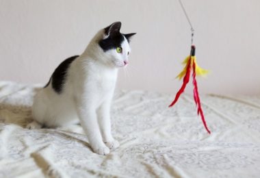 10 raças de gato mais populares na Petlove