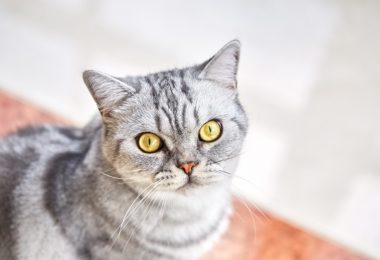 Três curiosidades sobre o gato cinza tigrado