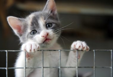 Por que filhotes de gato precisam de atividade física?