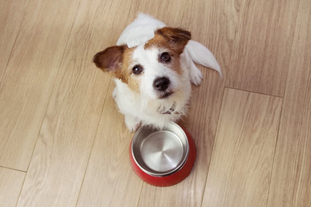 Quantas vezes o cachorro deve comer por dia?