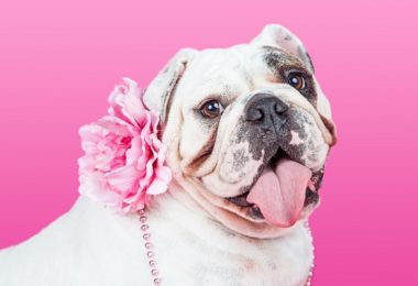 Outubro Rosa: contra tumores de mama em cadelas