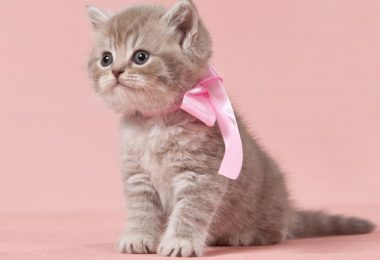 Outubro Rosa: contra tumores de mama em gatas