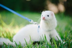 Ferret passeando no jardim usando guia