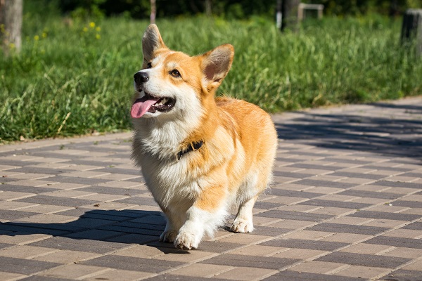 Corgi Características Do Pembroke Welsh Corgi Petlove