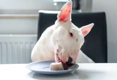 Receita de sorvete de iogurte natural com frutas para cachorro e gato