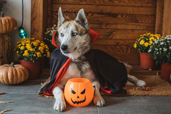 Fantasia pet no Halloween: confira dicas e opções