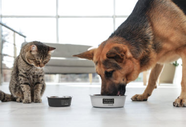Mitos na nutrição de cachorros e gatos