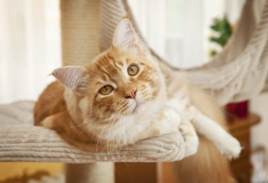 Cuidados essenciais para seu gato em qualquer fase de vida